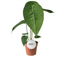 Антуриум Пелтигерум d12 h50 6шт