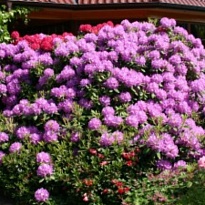 Рододендрон (Rhododendron) катевбинский Бурсо d13 h30-40 8шт