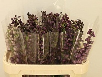 Дельфиниум Do Lilac Sensation 10шт