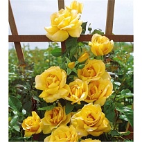 Роза Imperial Rose (B.Topalovic) Голдкрест плет. 2л 1шт