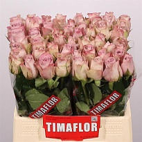 Роза Memory Lane дл.40 10шт