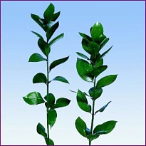 Рускус Hypophyllum дл.60 10шт