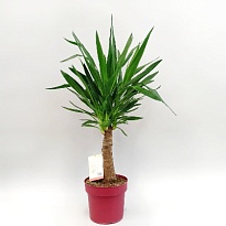 Юкка Элефантис d19 h80 3шт