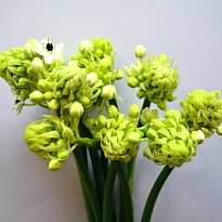 Орнитогалум Saundersiae 10шт