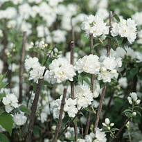 Жасмин садовый (Чубушник) Шнеештурм/Цв.Кор