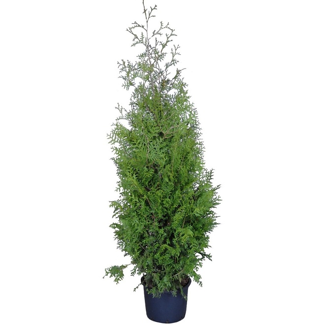 Туя (Thuja) западная Брабант d9 h55 1шт