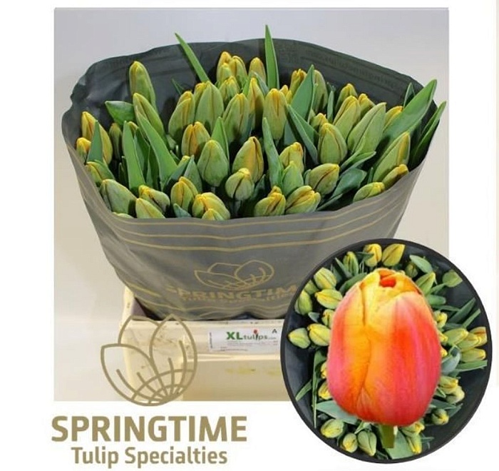 Тюльпан Dordogne 10шт