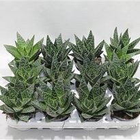 Алоэ Тики Тахи d9 h20 12шт