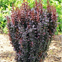 Барбарис (Berberis) тунб. Чоколат Саммер d9 h20-30 18шт