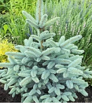 Ель (Picea) колючая Блю Маунтин 5л h25-30 1шт
