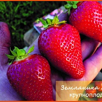 Земляника Азия НФ421 (ОКС) 5шт/кор