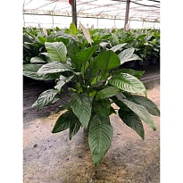 Спатифиллум Мартина d17 h80 6шт