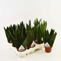 Сансевиерия Зеланика d9 h25 9шт