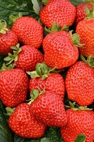 Земляника Сан Андреас рем. (кассета 6шт) 1шт