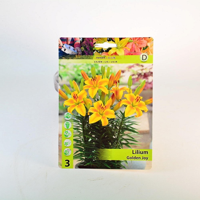 Лилия Голден Джой аз.горш.12/14 3шт*