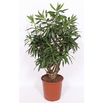 Драцена Песня Ямайки Бранч. d27 h110 1шт