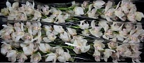 Орхидея Cymbidium Muscle White*6 дл.80 1шт