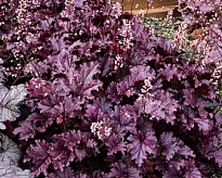 Гейхера гибридная Forever Purple (СГ) d9 1шт