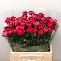 Лютик Hot Pink 10шт