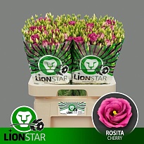 Эустома Rosita Cherry 10шт