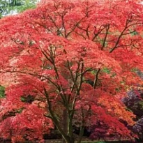 Клен (Acer) гиннала Бейли Компакт 3.6л h40-60 1шт