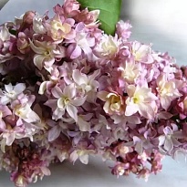 Сирень обыкновенная Федерико Гарсиа Лорка/Цв.Кор