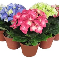 Гортензия Макр. микс d14 h35 5шт