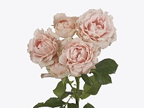 Роза кустовая Lady Of The Dawn дл.50 10шт