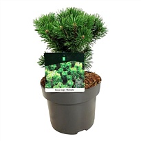 Сосна (Pinus) горная Муго Мумпиц d32 h55 1шт