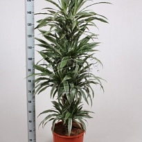 Драцена Варнески 3Д d21 h110 1шт