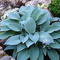 Хоста (Hosta) Халцион d9 18шт