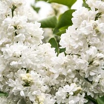 Сирень (Syringa) обыкновенная Мисс Эллен Вильмот d9 18шт