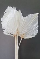 Лист Spear Palm Big Bleached пучок 1шт