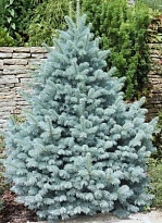 Ель (Picea) колючая Глаука Мэджестик Блю 2л h10-15 (П) 1шт