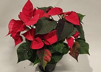Пуансеттия (NW) d12 h35+ 8шт