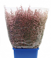 Джениста Pink 300gr пучок 1шт