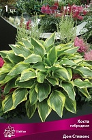 Хоста гибридная Дон Стивенс 1шт