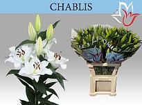 Лилия Or. Chablis 6+ 10шт