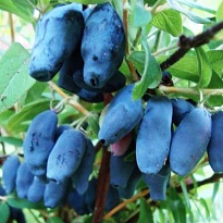 Жимолость Бакчарская (ОКС) 1шт