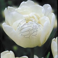 Тюльпан Mondial 10шт