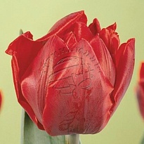 Тюльпан Do Red Princess 50шт