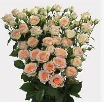 Роза куст. Fl Verdes Rosanella дл.60 10шт