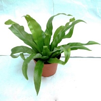 Асплениум Антикум d12 h30 10шт