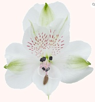 Альстромерия Bella Роза S.a. Bianca дл.70 10шт