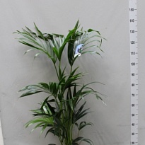 Ховея d24 h150 1шт