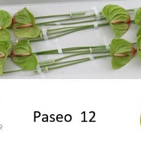 Антуриум Paseo 1шт (А)