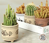 Кактус микс Элит (керамика) d14 h25 6шт