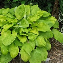 Хоста (Hosta) Август Мун d12 1шт