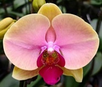 Орхидея Фален. Джоконда 1ст d12 h60 10шт