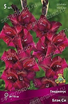 Гладиолус Блэк Си 10/12 5шт